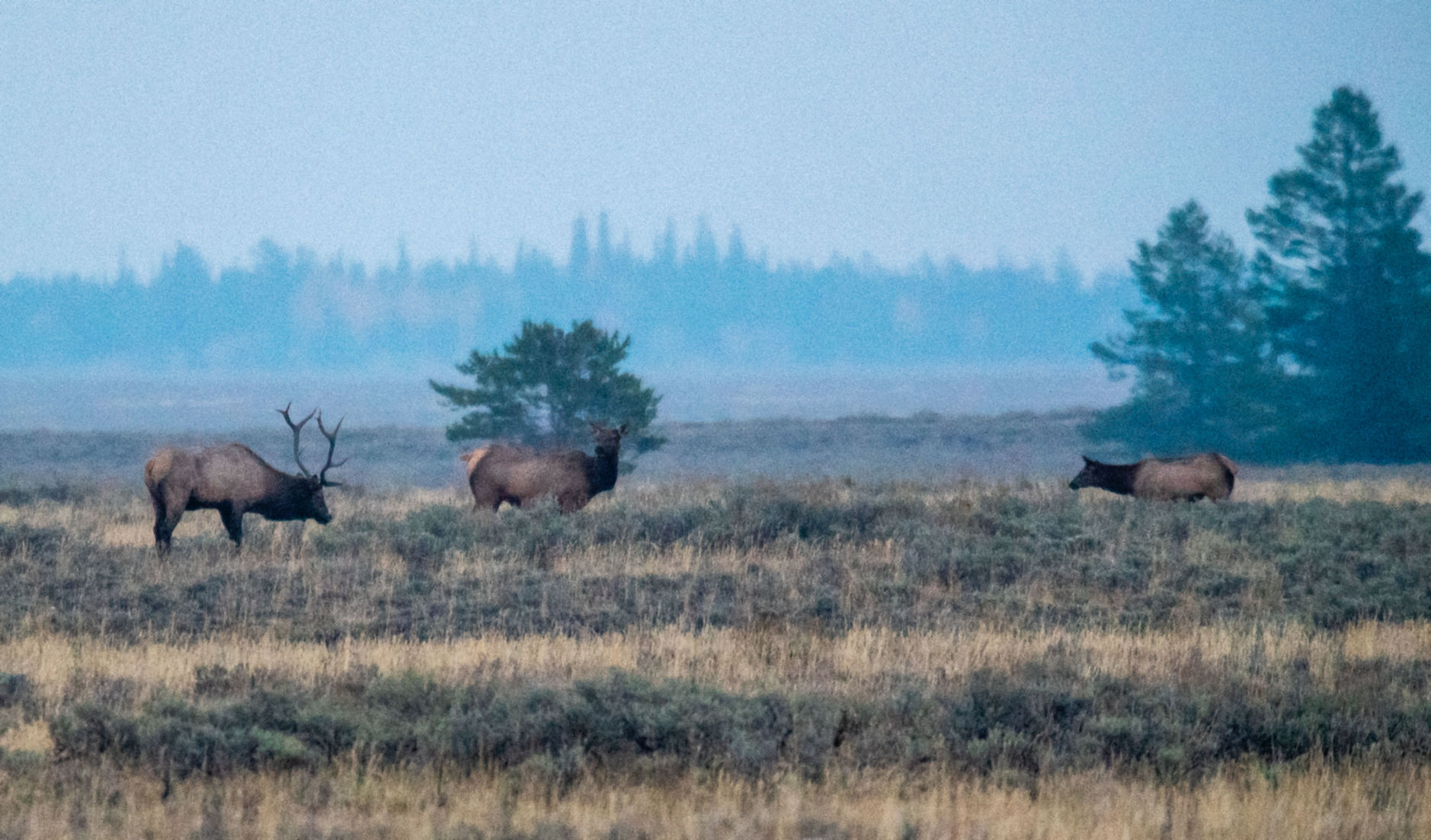 Elk rut